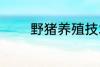 野猪养殖技术 野猪养殖技巧