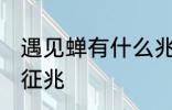 遇见蝉有什么兆头 梦见知了蝉有什么征兆