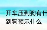 开车压到狗有什么兆头 开车不小心压到狗预示什么