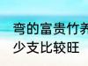 弯的富贵竹养几支最旺运 富贵竹养多少支比较旺