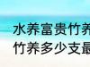 水养富贵竹养几支最旺运财 水养富贵竹养多少支最旺运财