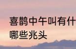 喜鹊中午叫有什么兆头 喜鹊中午叫有哪些兆头