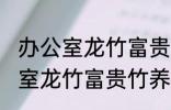 办公室龙竹富贵竹养几支最旺运 办公室龙竹富贵竹养多少支最旺运