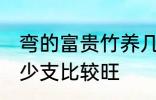 弯的富贵竹养几支最旺运 富贵竹养多少支比较旺