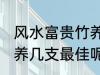 风水富贵竹养几支最旺运 风水富贵竹养几支最佳呢