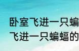 卧室飞进一只蝙蝠有什么兆头吗 卧室飞进一只蝙蝠的兆头