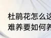 杜鹃花怎么这样难养 杜鹃花为何这样难养要如何养