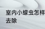 室内小蠓虫怎样去除 室内小蠓虫如何去除