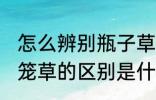 怎么辨别瓶子草和猪笼草 瓶子草和猪笼草的区别是什么