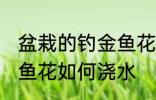 盆栽的钓金鱼花怎么浇水 盆栽的钓金鱼花如何浇水