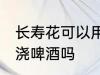 长寿花可以用啤酒浇吗 可以给长寿花浇啤酒吗