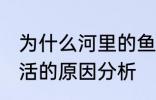 为什么河里的鱼养不活 河里的鱼养不活的原因分析