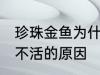 珍珠金鱼为什么总养不活 珍珠金鱼养不活的原因