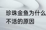 珍珠金鱼为什么总养不活 珍珠金鱼养不活的原因