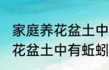 家庭养花盆土中有蚯蚓怎么办 家庭养花盆土中有蚯蚓的解决方法