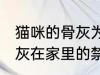 猫咪的骨灰为什么不能放家里 宠物骨灰在家里的禁忌