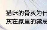 猫咪的骨灰为什么不能放家里 宠物骨灰在家里的禁忌